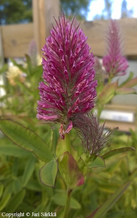 Trifolium rubens, rusoapila